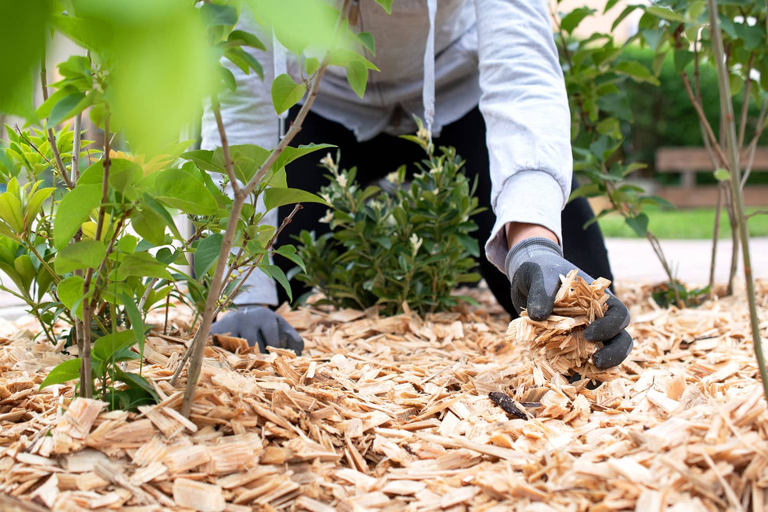 Your Guide to Mulching